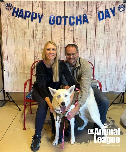 Blizzard, a German Shepherd blend, receives cuddles from his new parents as they collect him from The Animal League.