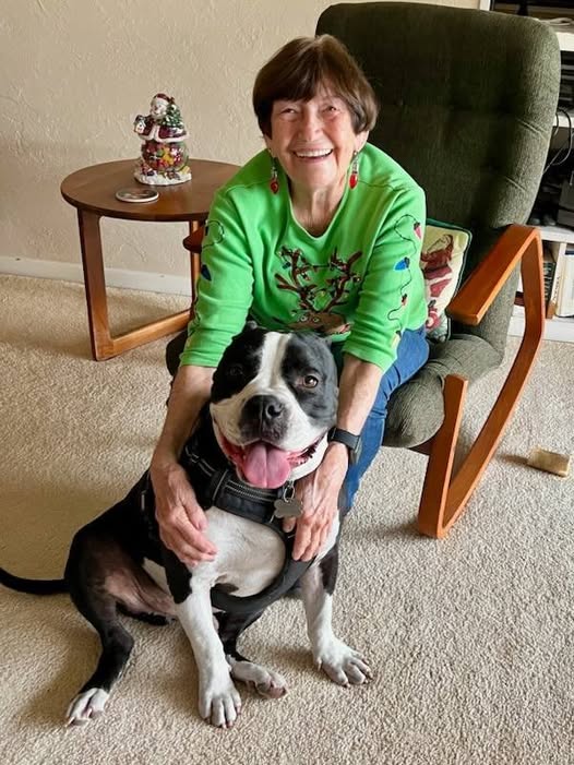 Wally, a 77lb Boxer Blend, receives cuddles from his former foster mom.