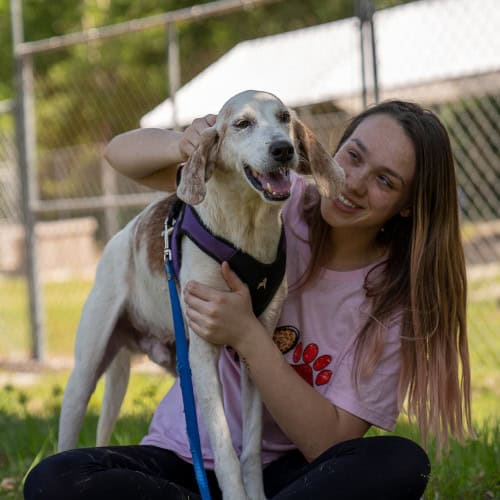 Buzz, a hound with special needs, receives head scratches.