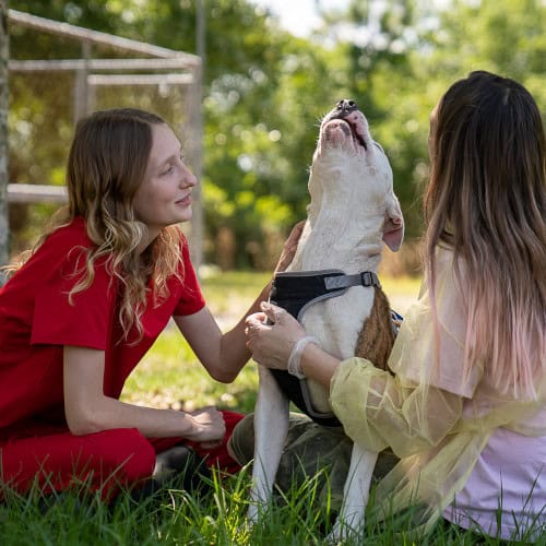 Jax, an American Bulldog, throws his head back in delight as he receives attention out in the yard.