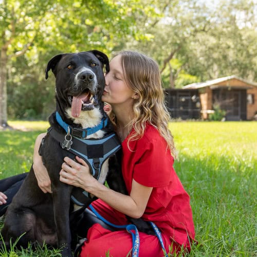 Pumpkin, an 80lb lap dog, receives suitably big love and cuddles.