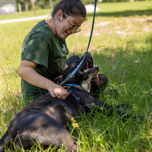 Pumpkin, an 80lb lap dog, lies in the grass receiving belly rubs.