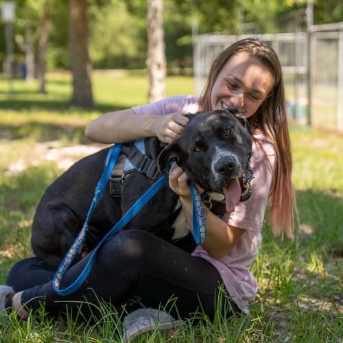 Pumpkin, an 80lb lap dog, comfortably settled on a volunteer.