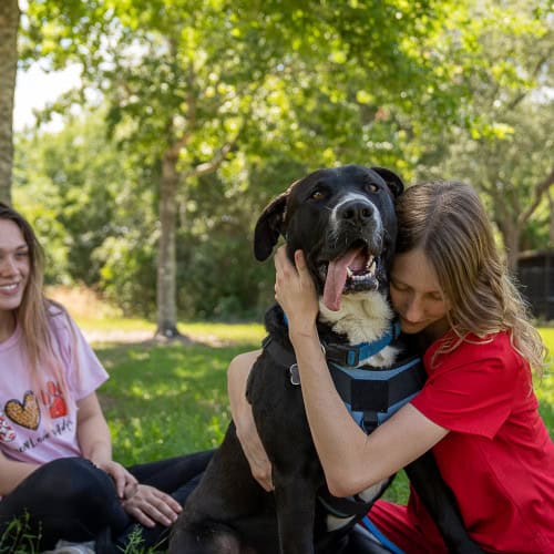 Pumpkin, an 80lb lap dog, loves receiving attention from everybody!