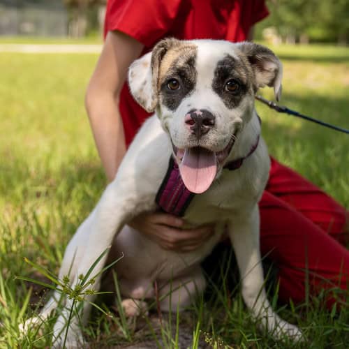 Joey, a boxer blend puppy, gazes happily into the camera as he sits beside a member of staff.