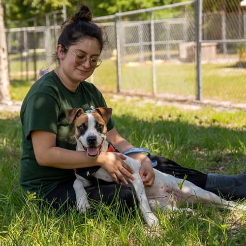 Freckles, a young boxer blend, receives cuddles out in the yard.