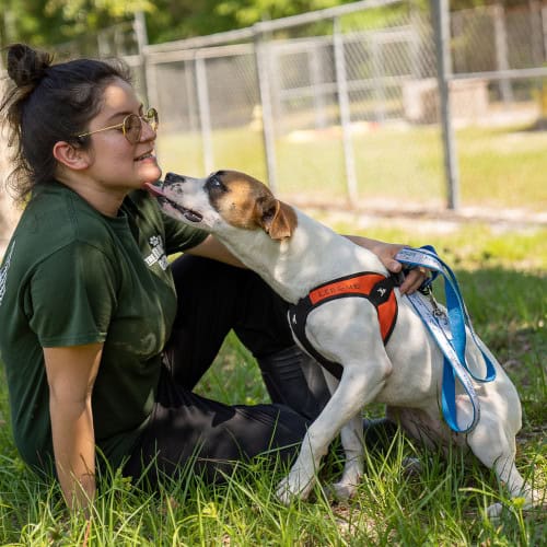 Freckles, a young boxer blend, gives a volunteer loving licks.