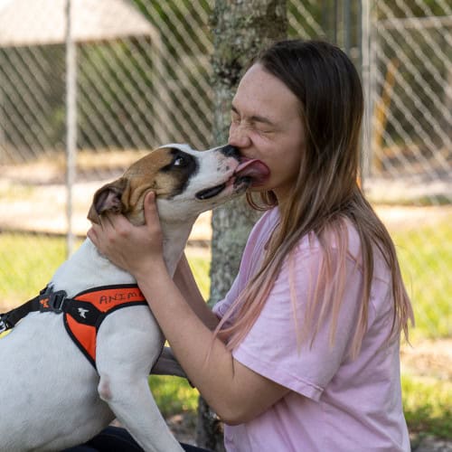 Freckles, a young boxer blend, receives kisses and gives loving licks.