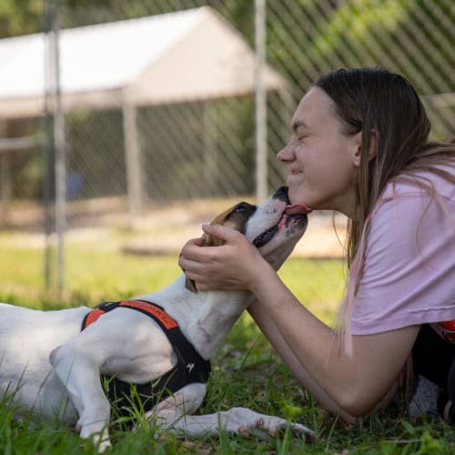 Freckles, a young boxer blend, lies in the grass, giving loving licks to a volunteer.