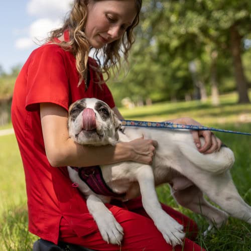 Joey, a boxer blend puppy, gives his own nose a lick as he receives cuddles in the yard.