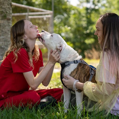 Jax, an American Bulldog, gives loving licks as he receives scratches behind his ears.