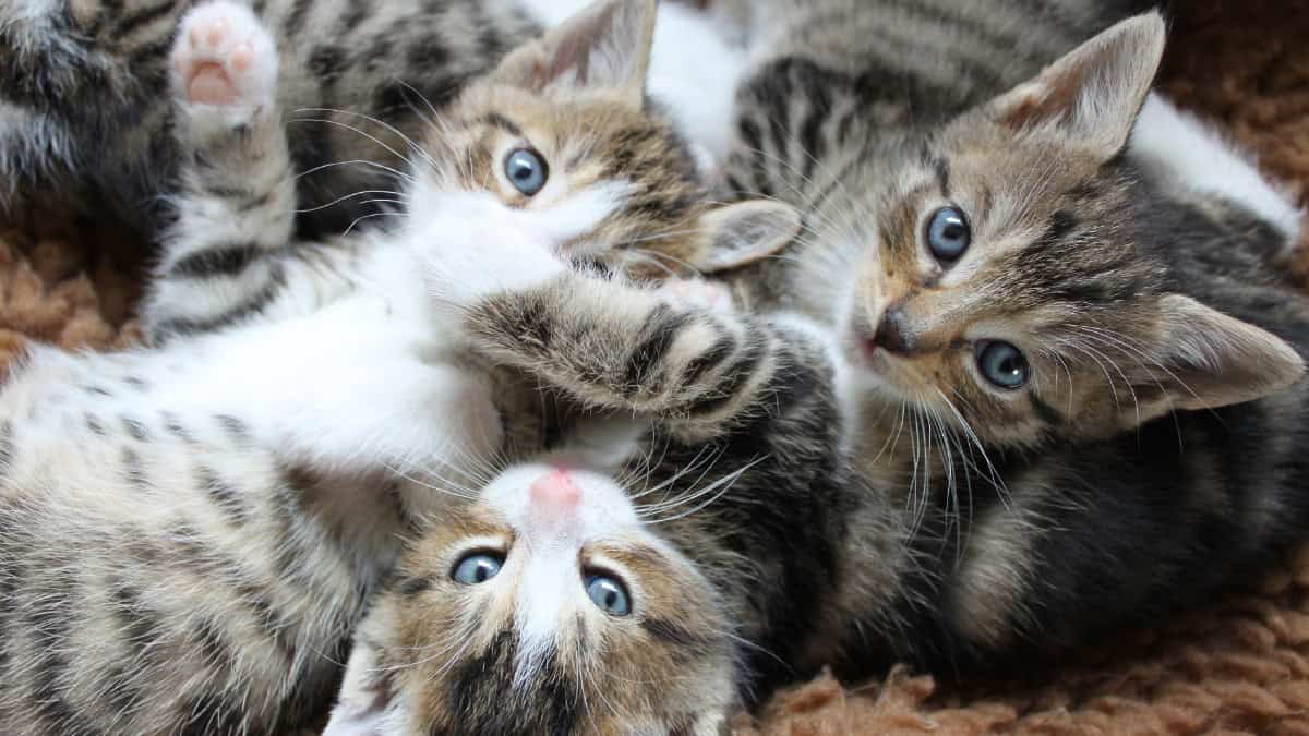 Please Help our Kittens & Puppies - We are Very Low on Supplies!