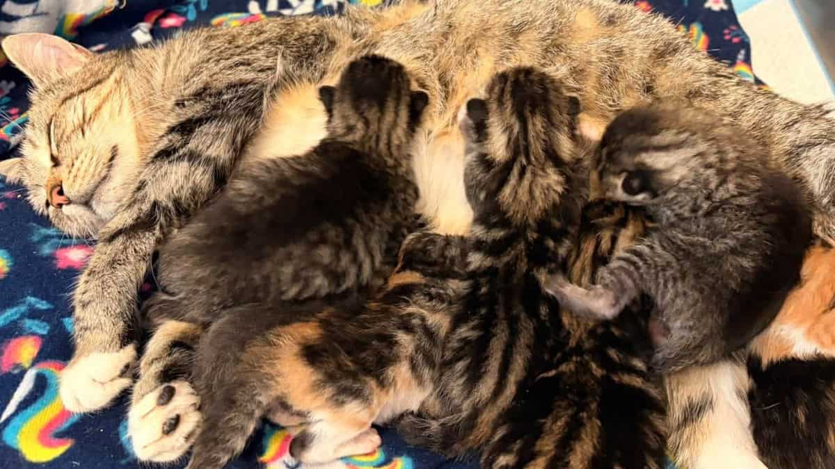 Please Help – We Are Crazy in Kitten Season And Running Low on Supplies