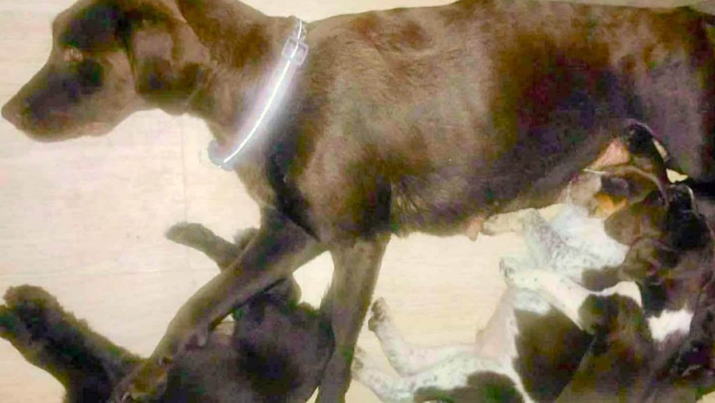 Please Help - We have Puppies Arriving & our Food Shelves are Bare