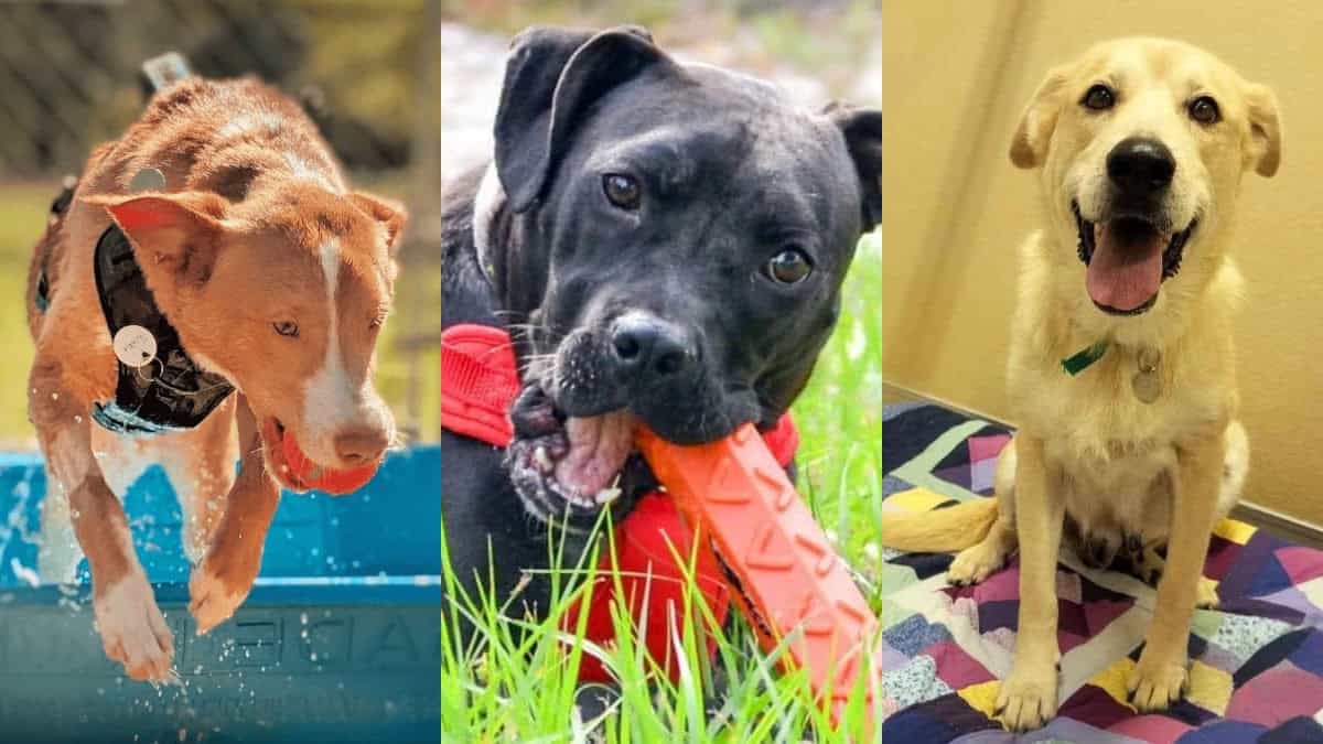 Angels All Around Us - Giving Loving Homes to 'Hard to Adopt' Pets