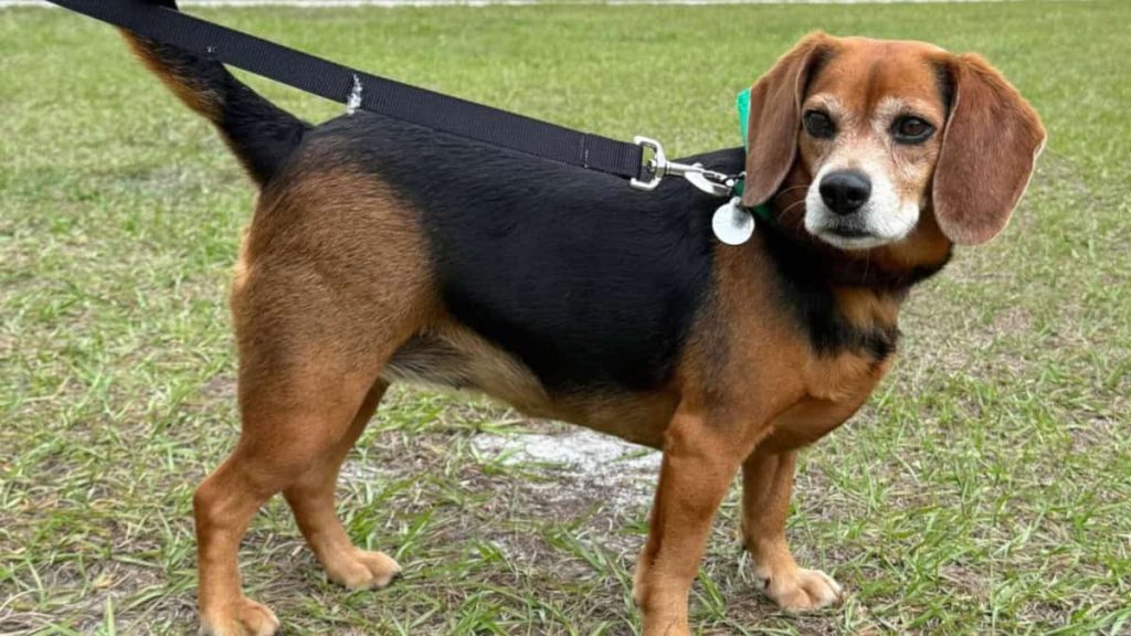 Spotlight on Adoptables - Bailey