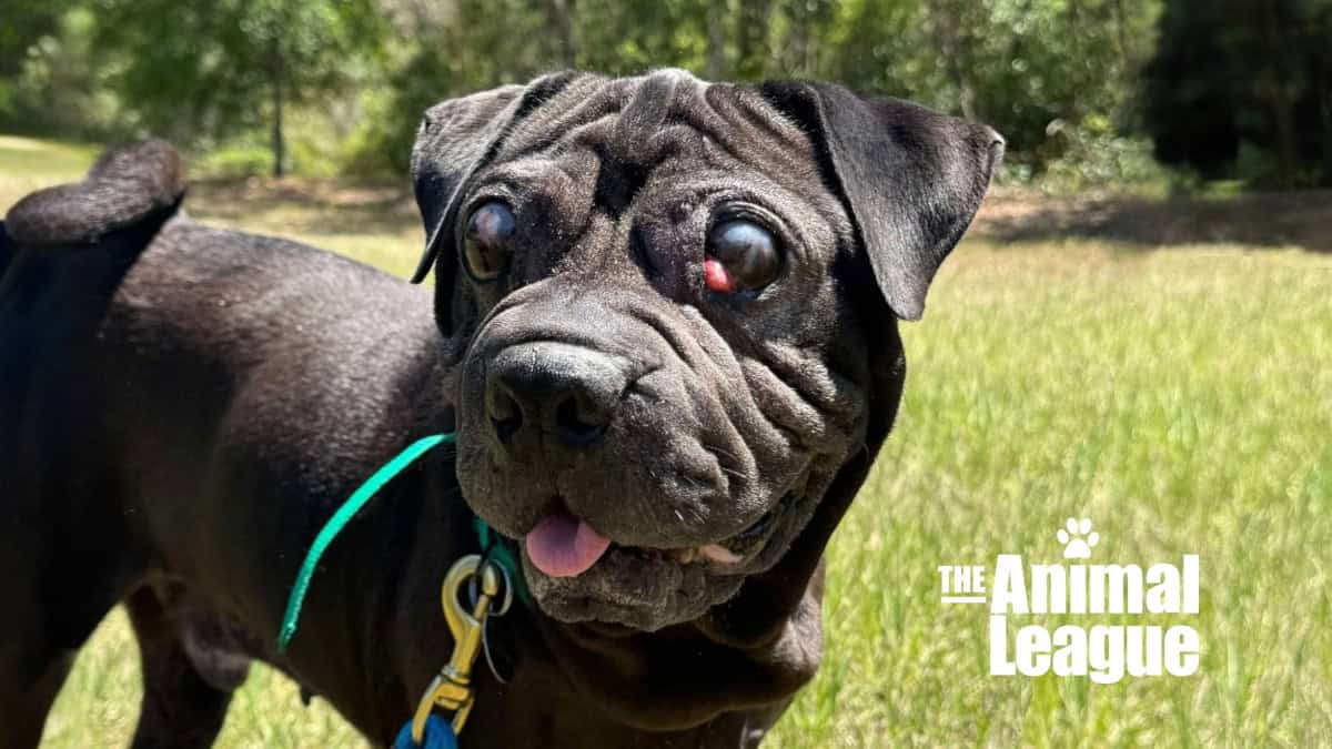 Saving Duke from the Pain of Severe Glaucoma