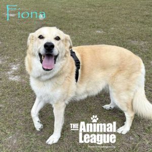 Meet Fiona - Spotlight on Adoptables