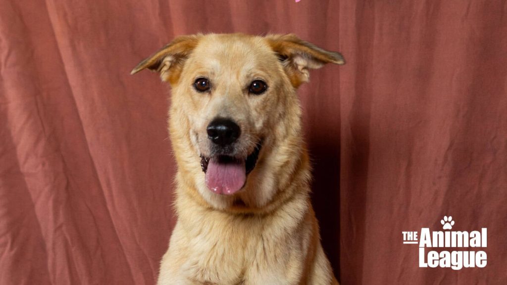 Meet Fiona - Spotlight on Adoptables