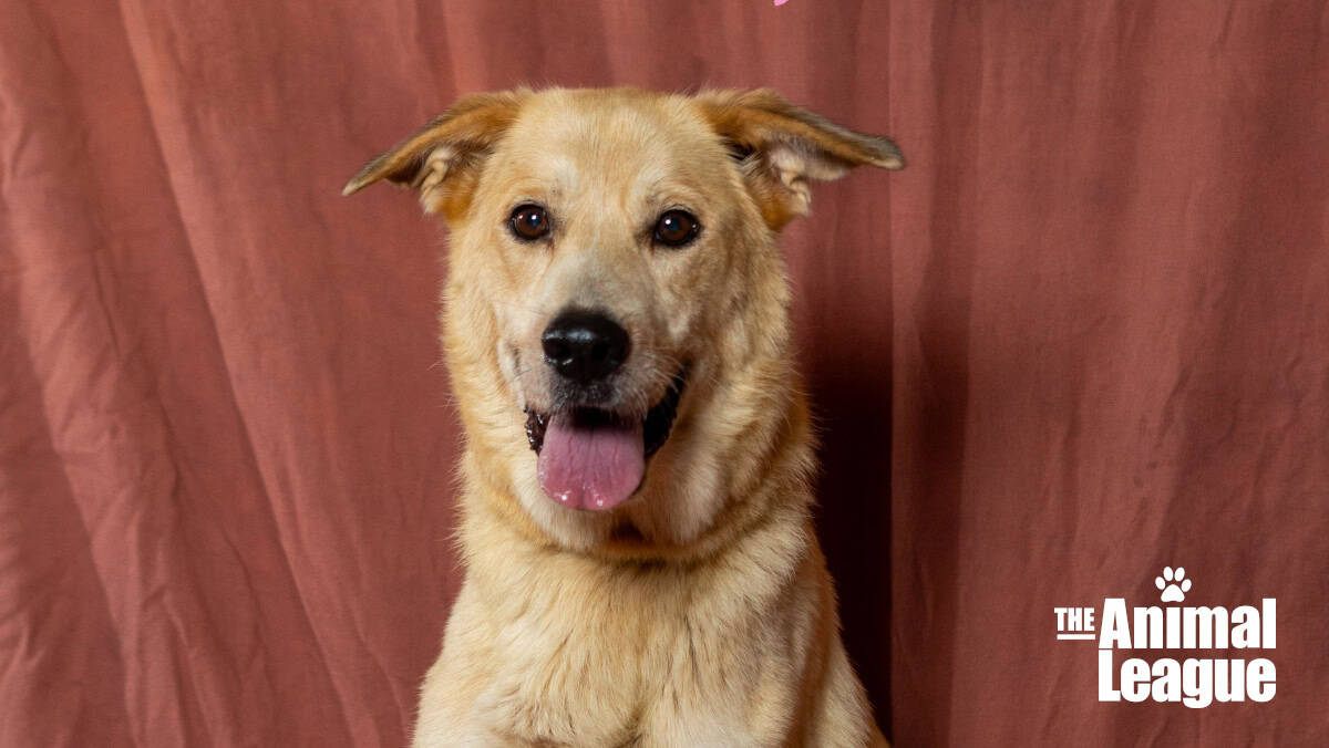 Meet Fiona - Spotlight on Adoptables