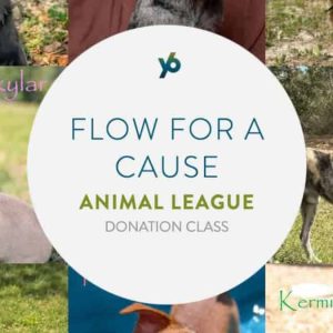 Flow for a Cause - The Animal League donation class at YogaSix