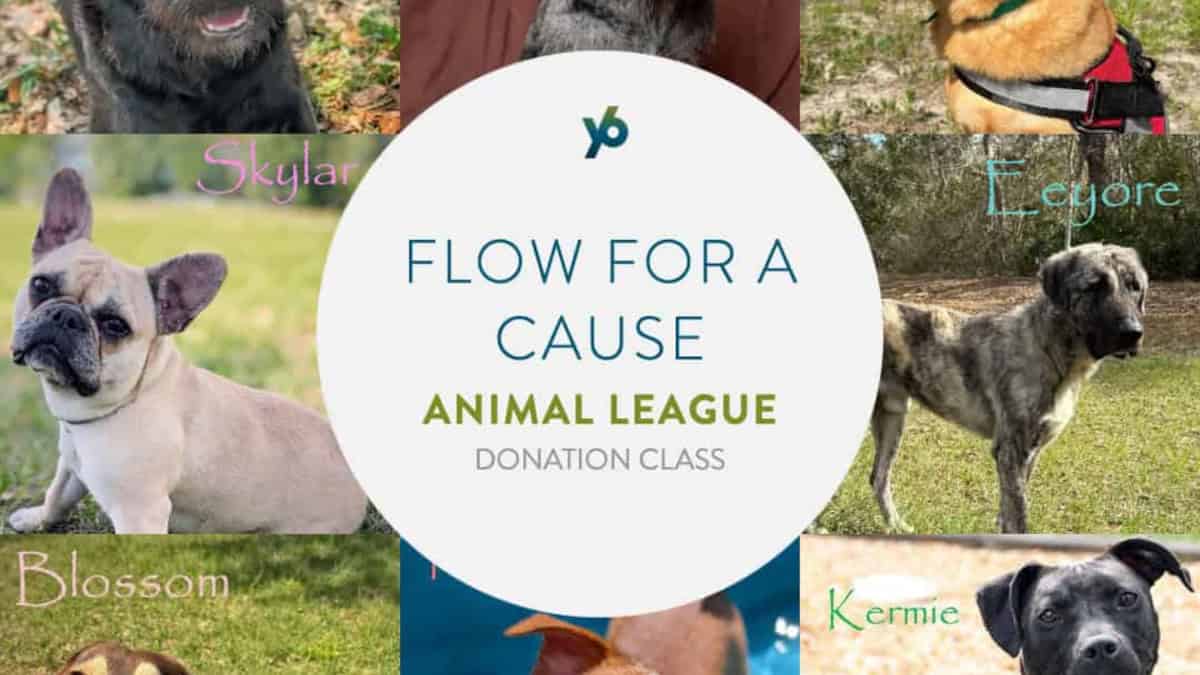 Flow for a Cause - The Animal League donation class at YogaSix