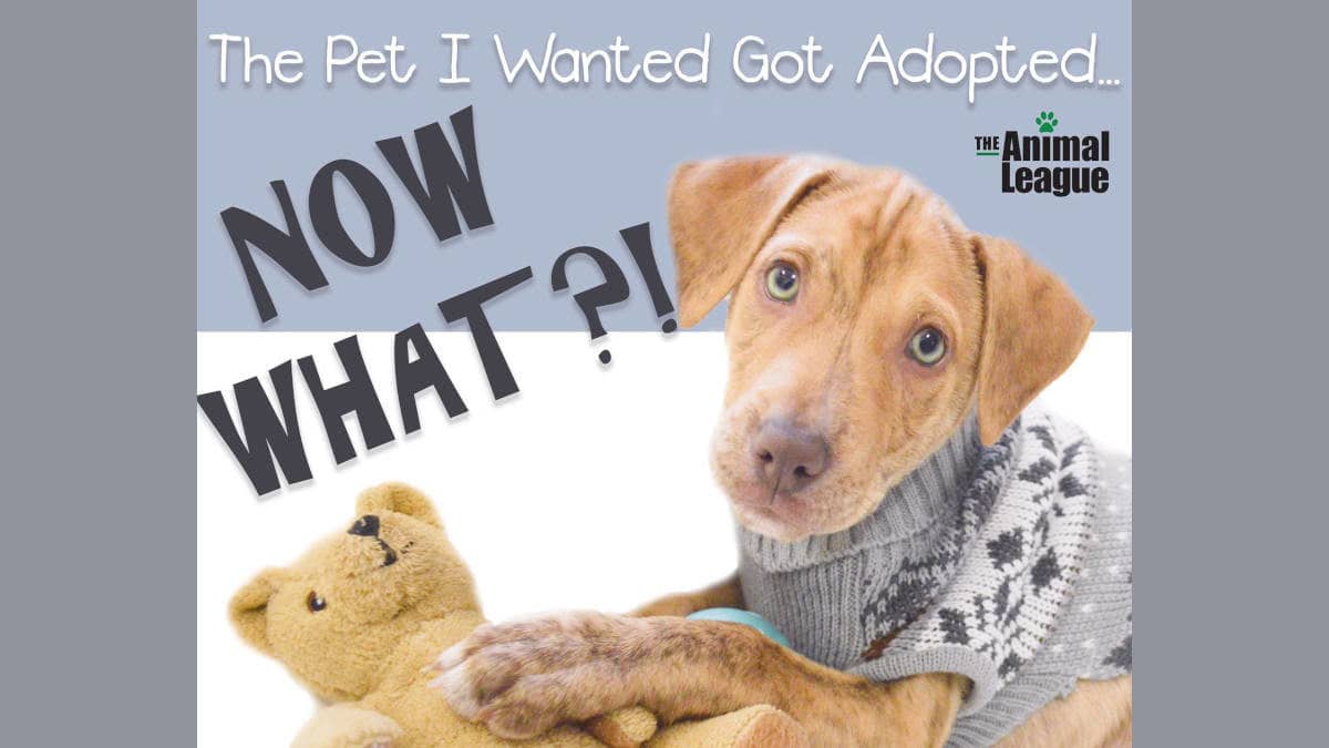 The Pet I Wanted Got Adopted - Now What?