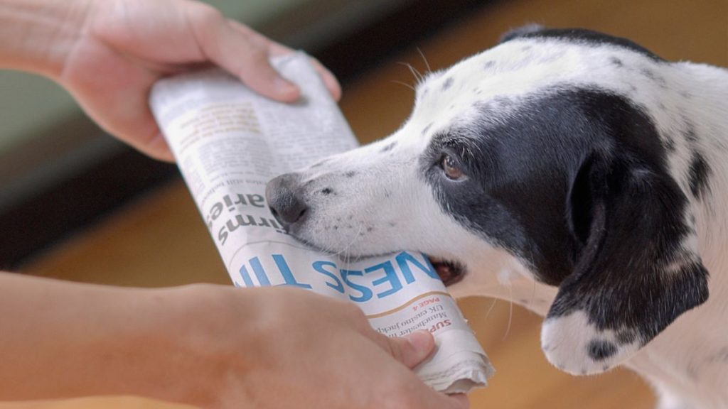 Puppy & Kitten Season, Surgery Success & More News - May 2025