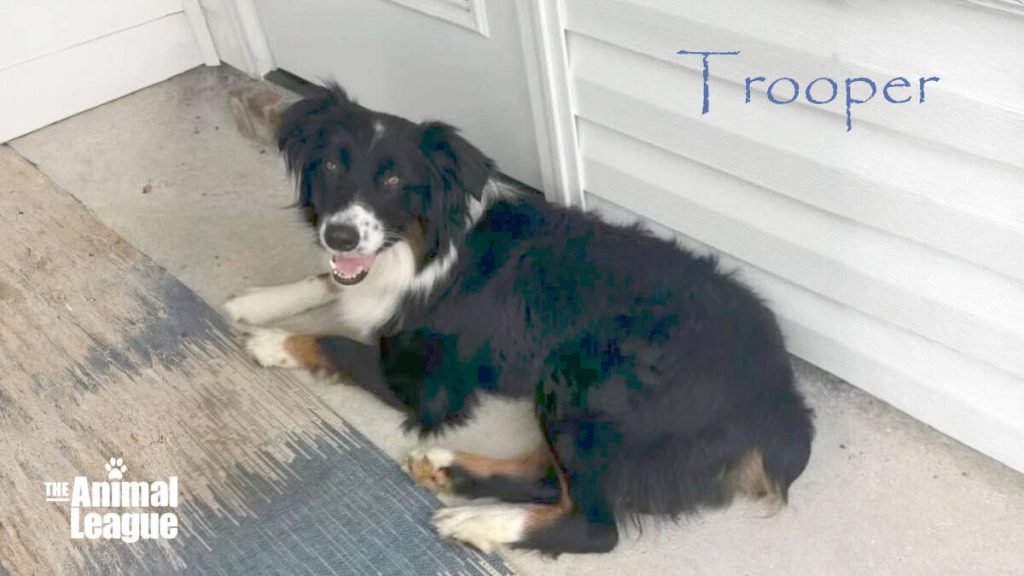 Trooper by Name, and Trooper by Nature - an Animal League Rescue story