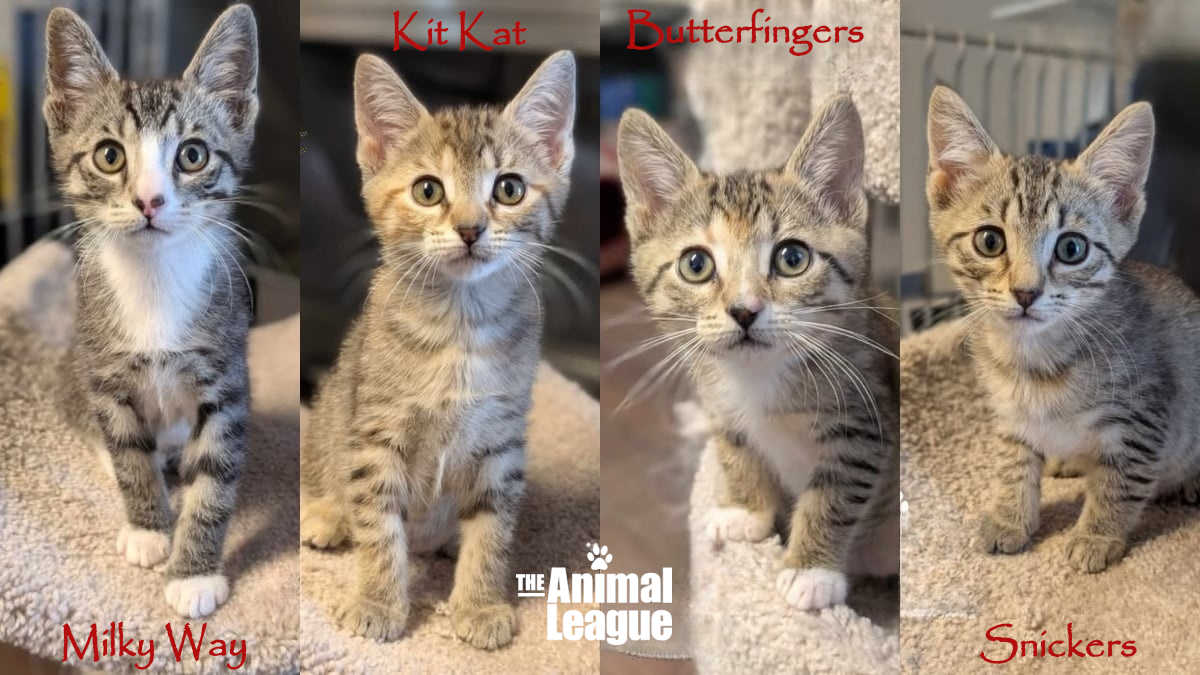 Puppy & Kitten Season, Surgery Success & More News – May 2025