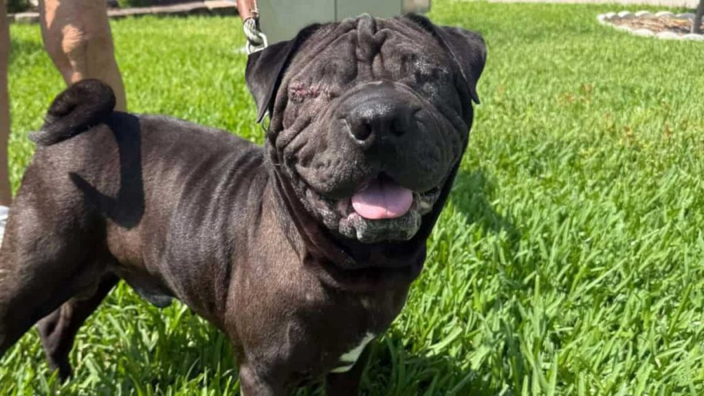Meet Duke - Spotlight on Adoptables