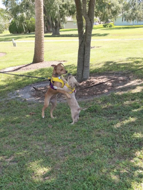Two of our adorable adoptables who were on site embrace in a friendly hello.