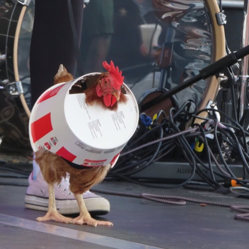 A chicken strolls across stage wearing a KFC bucket!