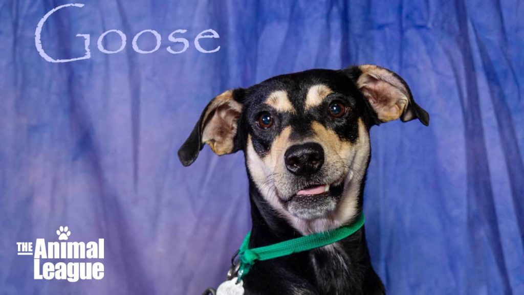 Meet Goose - Spotlight on Adoptables