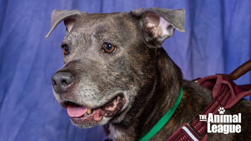 Meet Summer - Spotlight on Adoptables