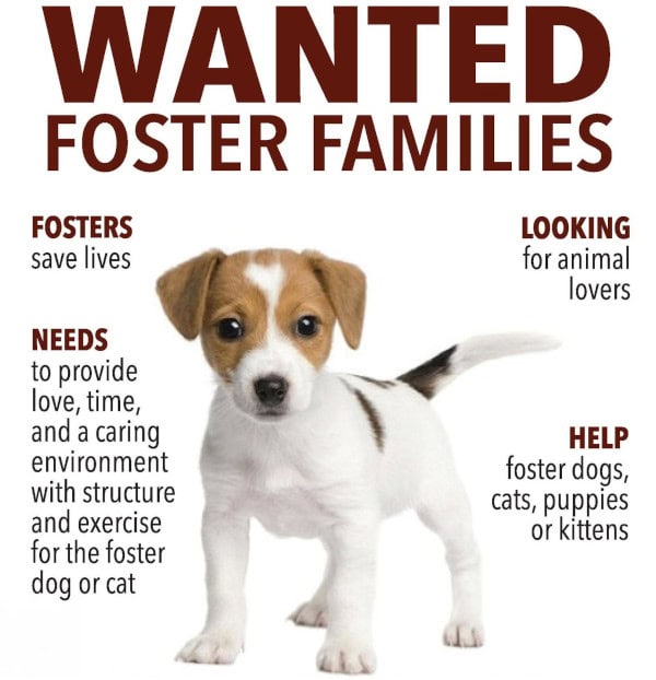 Wanted - Foster Families. Help foster dogs, cats, puppies or kittens. Needs to provide love, time, and a caring environment with structure and exercise for the foster dog or cat. Fosters save lives.