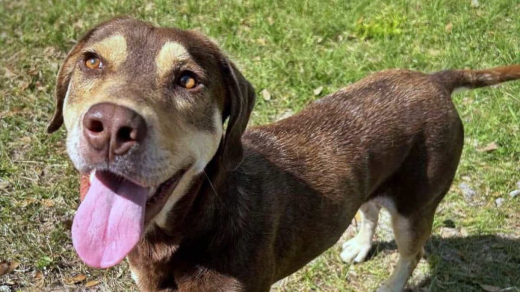 Meet Blossom - Spotlight on Adoptables