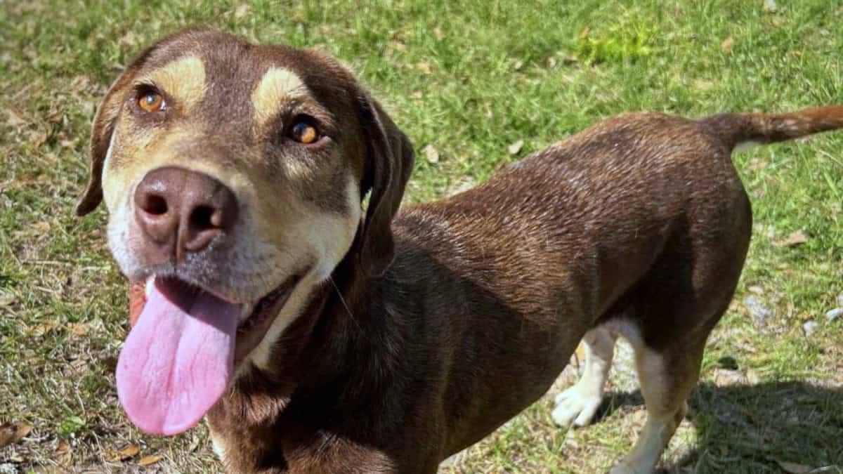 Meet Blossom - Spotlight on Adoptables
