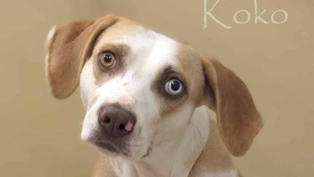Meet Koko - Spotlight on Adoptables