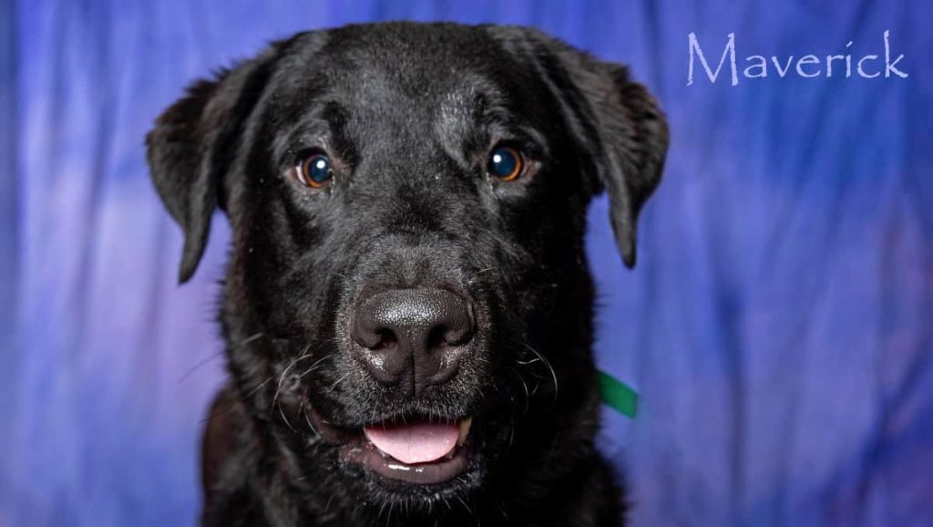 Meet Maverick - Your Wild-Hearted Best Friend