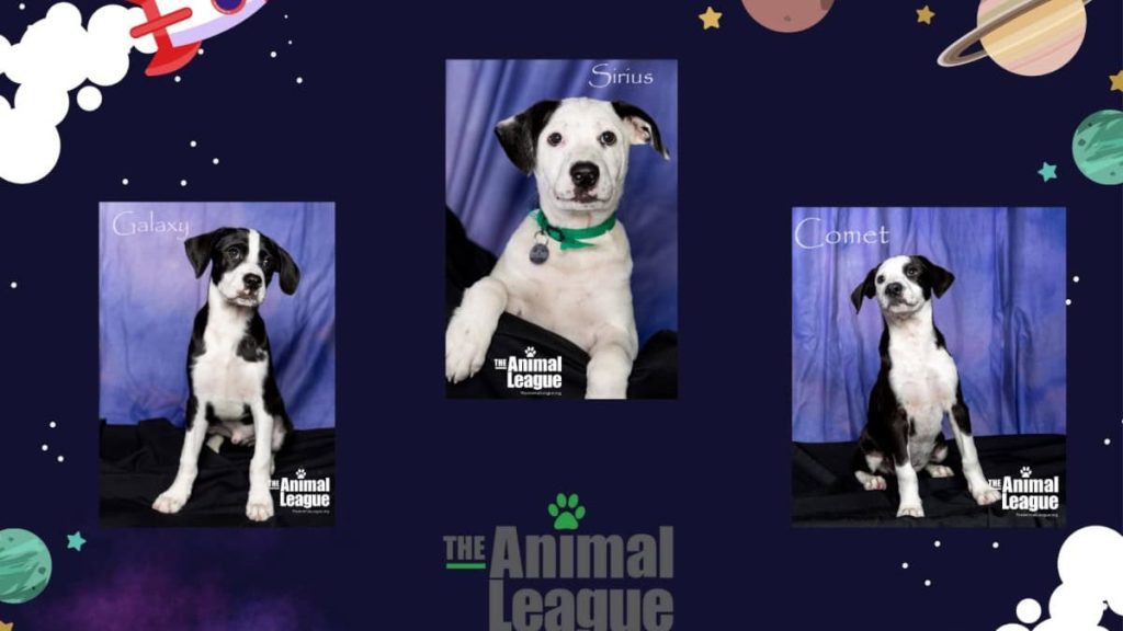 Meet our Space Pups: Galaxy, Comet, and Sirius