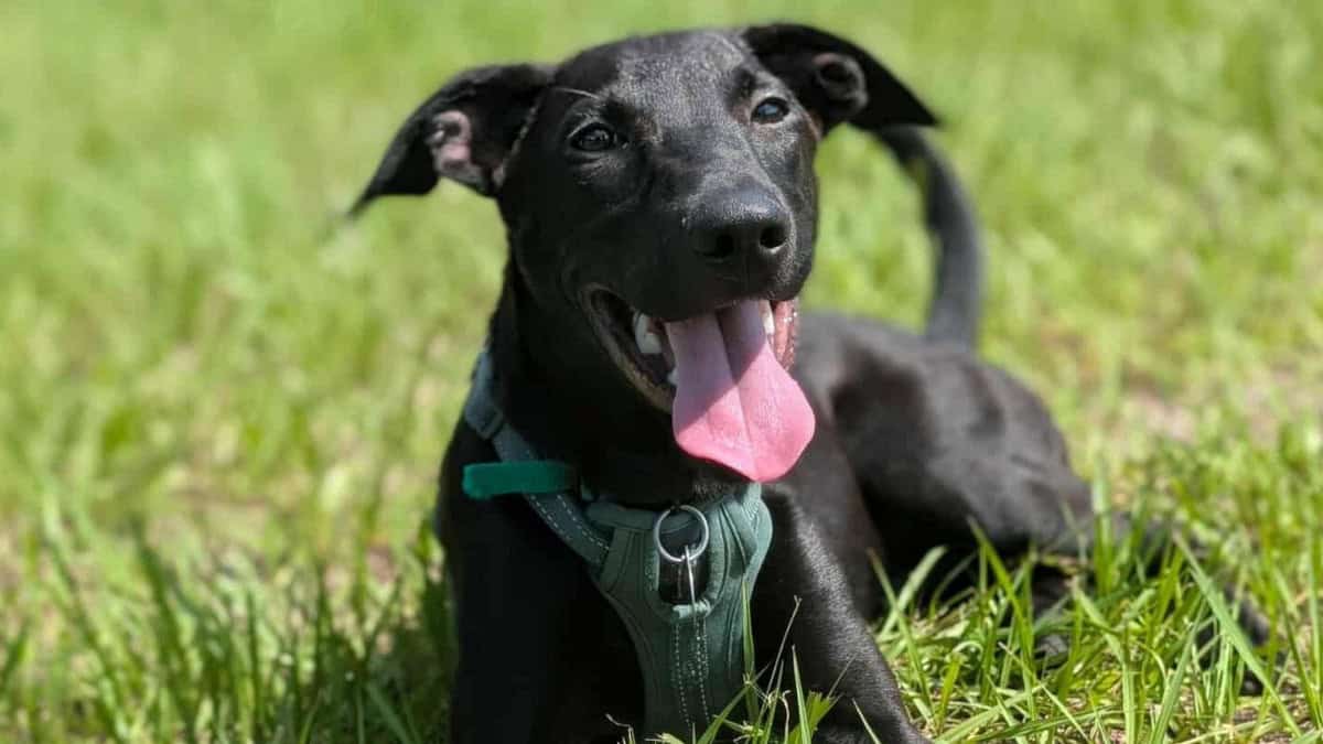 Meet Chipper - Spotlight on Adoptables