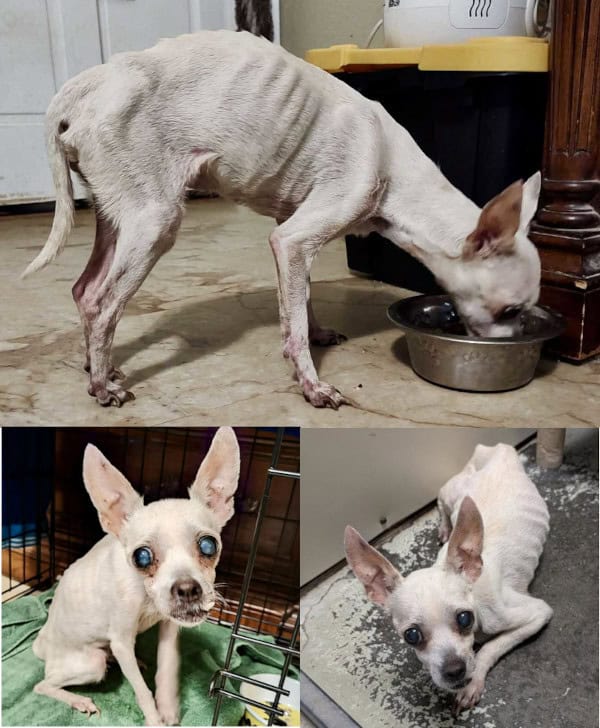 Princess is a severely emaciated, white Chihuahua who was found as a stray. After much testing at The Animal League Clinic, it was discovered she has heartworms, diabetes, liver damage, cataracts, respiratory illness, mammary tumors, urinary tract infection and severe tooth decay.
