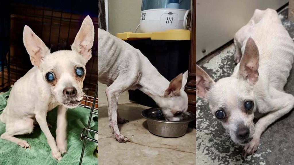 Please Help Princess