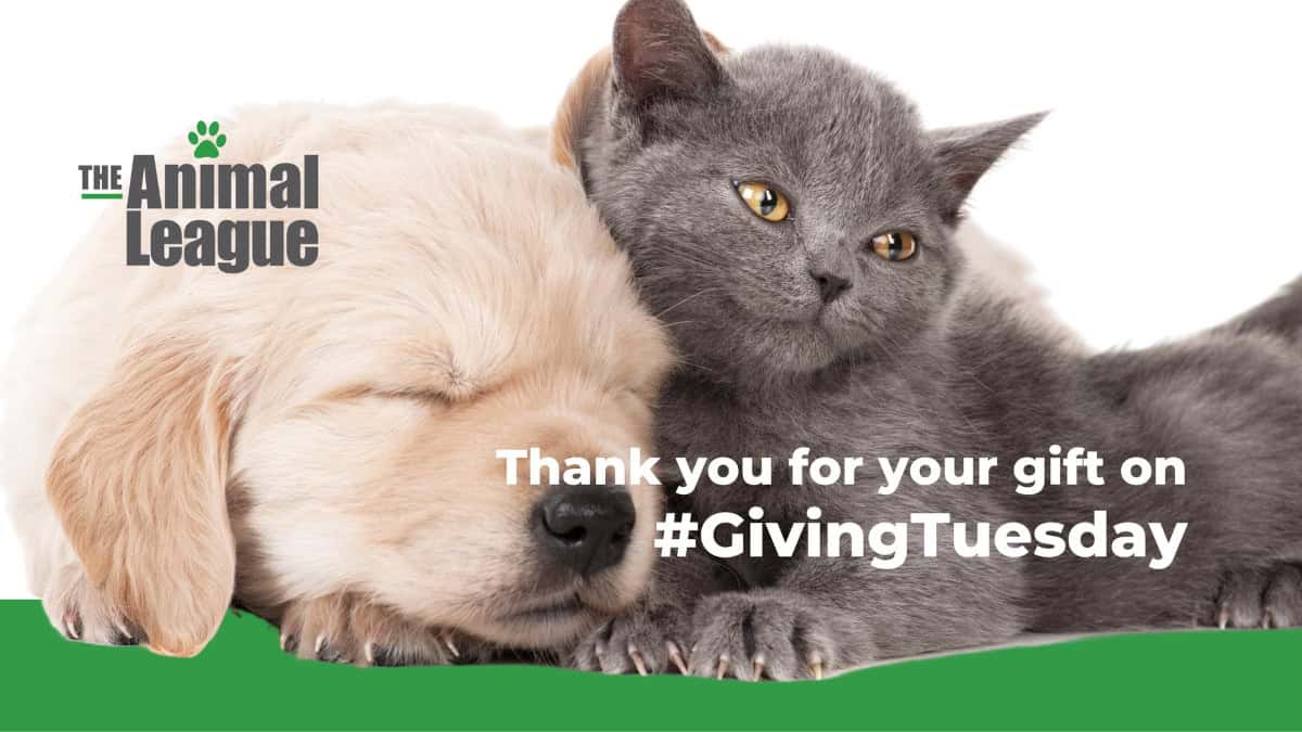 Thank you for your gift on Giving Tuesday