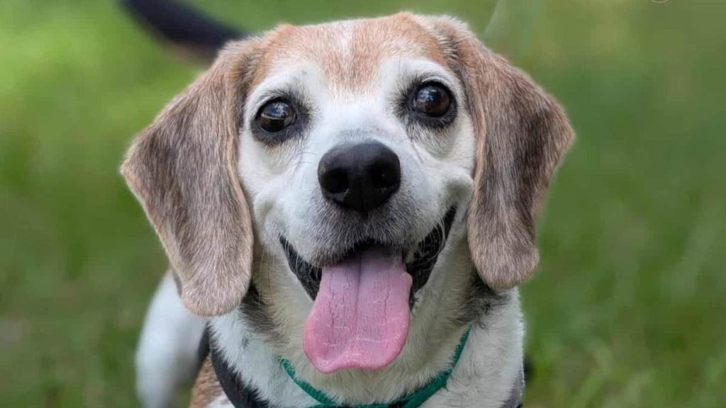 Meet Baby - Spotlight on Adoptables