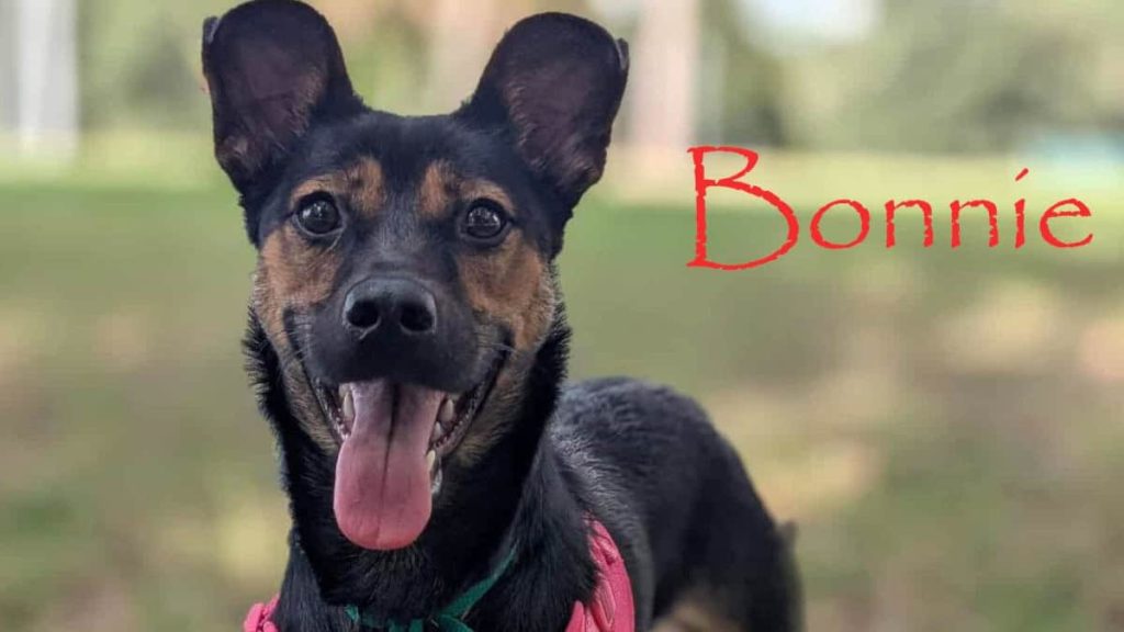 Meet Bonnie - Spotlight on Adoptables