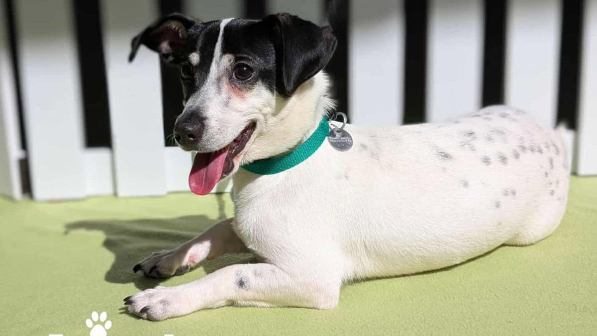 Meet Milo - Spotlight on Adoptables