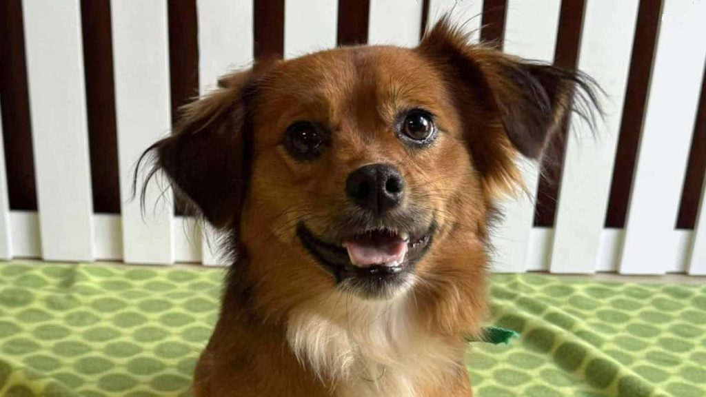 Meet Rodney - Spotlight on Adoptables