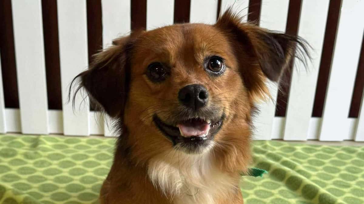 Meet Rodney - Spotlight on Adoptables